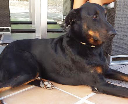 domainedelalicorne.fr Elevage de beauceron chiot beauceron pure race élevage du clos de la licorne elevage des gardiens de la licorne elevage beauceron noir et feu authentique gros gabarits élevage de Beauceron familial sérieux et qualité domainedelalicorne.fr suivi des chiots conseil d’éducation chiot propre bas rouge santé caractère spécialiste du beauceron noir et feu ou arlequin chien rustique berger de France  nos chiots sont élevés avec amour et attention notre passion au service de la qualité Beauceron de qualité et sportif domaine de la licorne 04380 BARRAS élevage en liberté éleveur berger de beauce élevage de beauceron de travail 